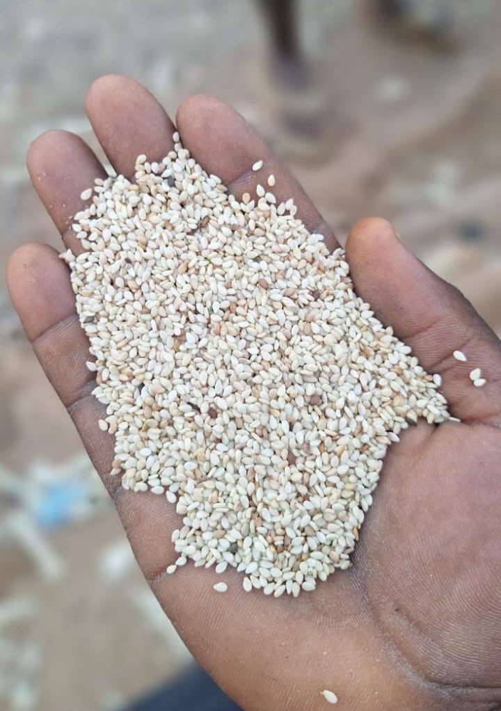 Sesame Seeds